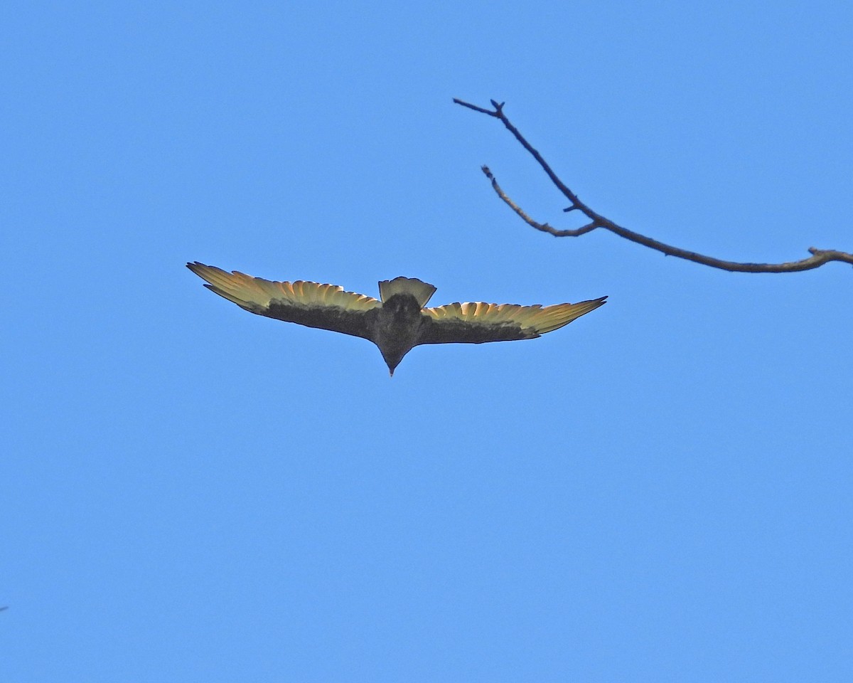 Turkey Vulture - ML624153779