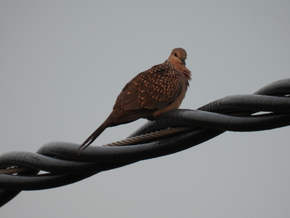 Spotted Dove - Sumedhbodhi Waghmare