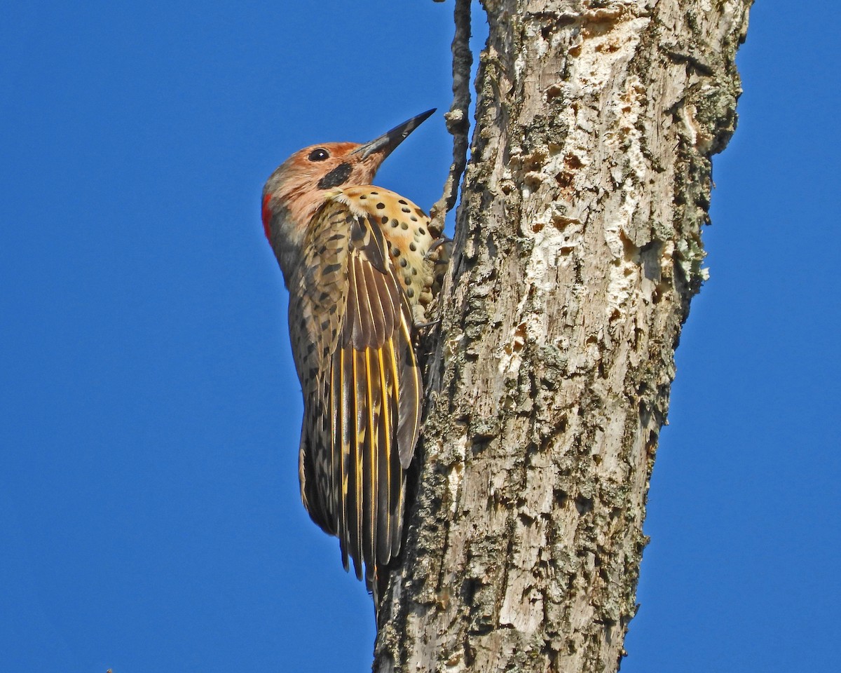 Northern Flicker - Aubrey Merrill