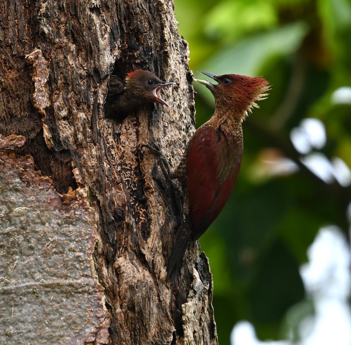 Banded Woodpecker - ML624153851