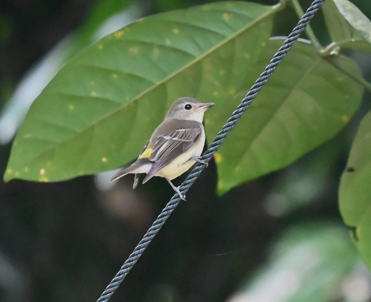 Yellow-rumped Flycatcher - ML624153859