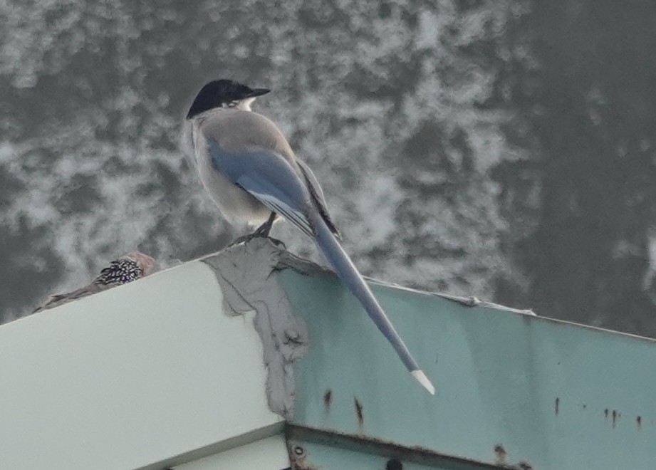 Azure-winged Magpie - Chao-Ju Su