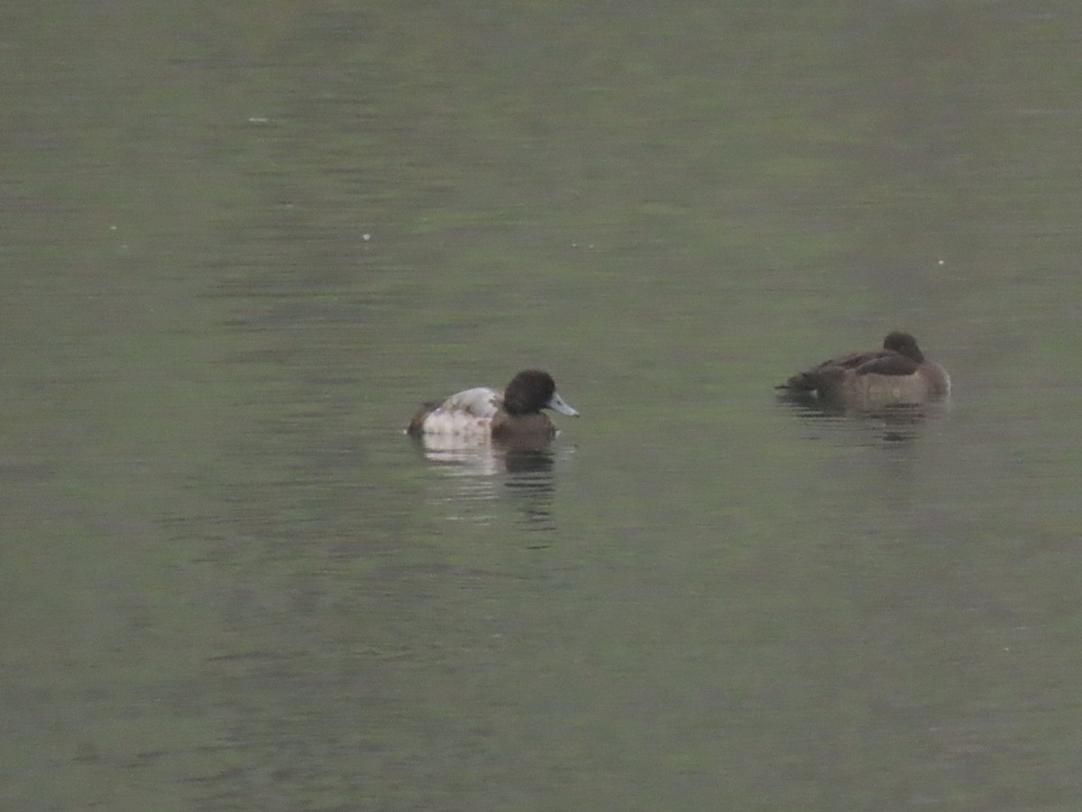 Greater Scaup - ML624153890