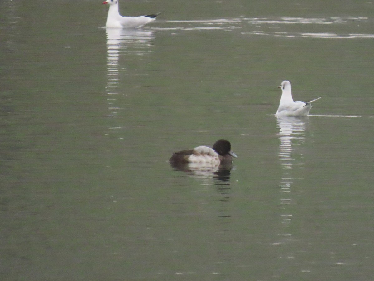 Greater Scaup - ML624153891