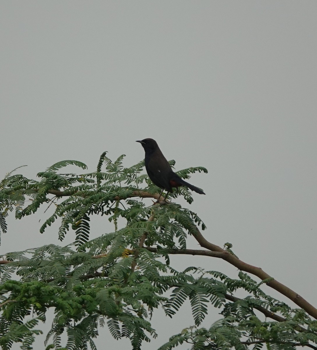 Indian Robin - ML624153902