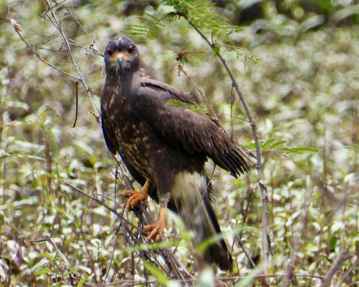 Snail Kite - ML624153921