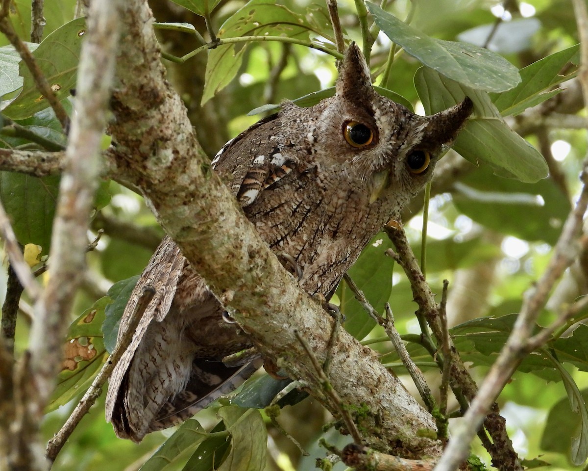 Pacific Screech-Owl - ML624153939