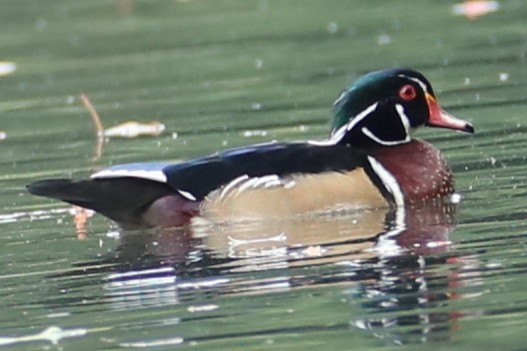 Wood Duck - michael vedder