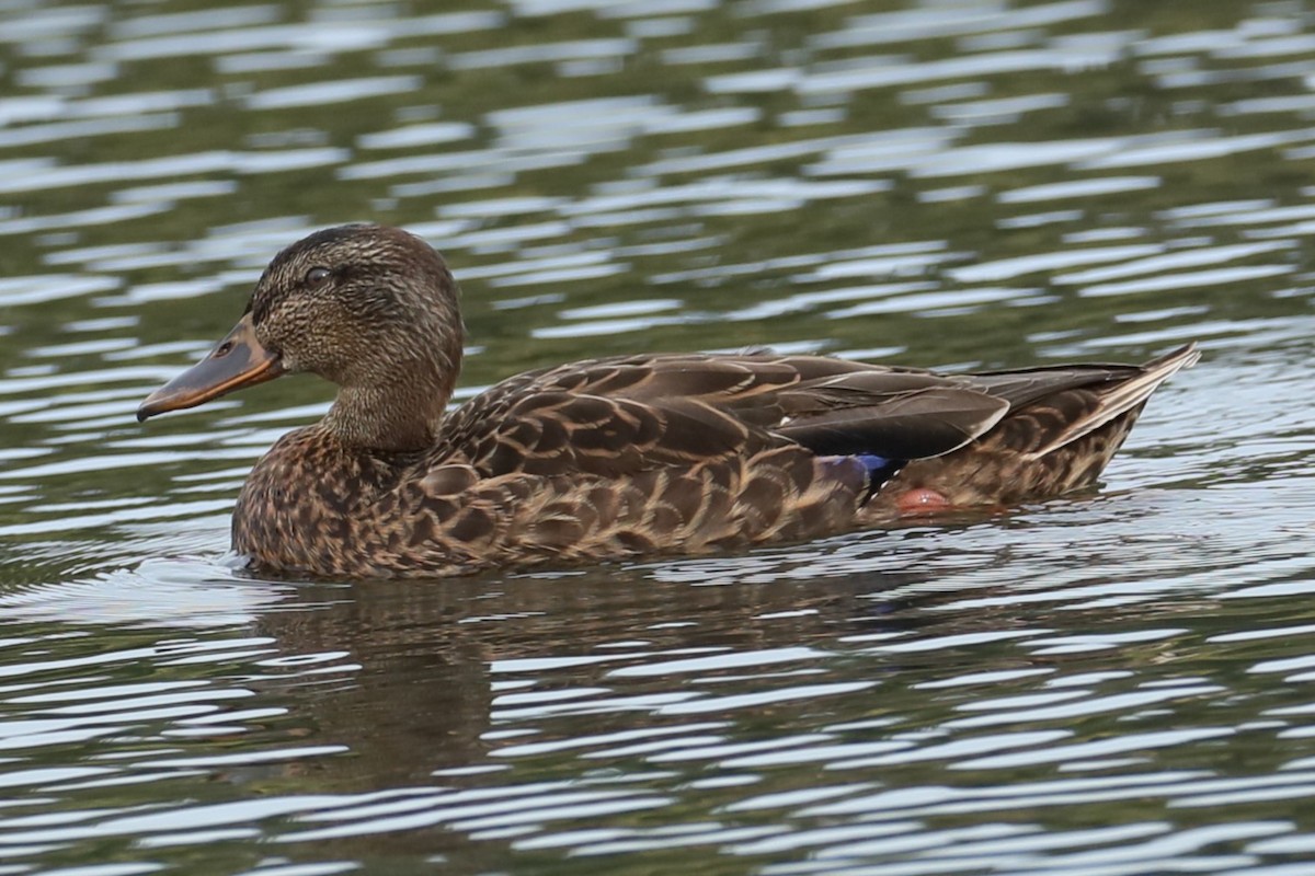 Mallard - michael vedder