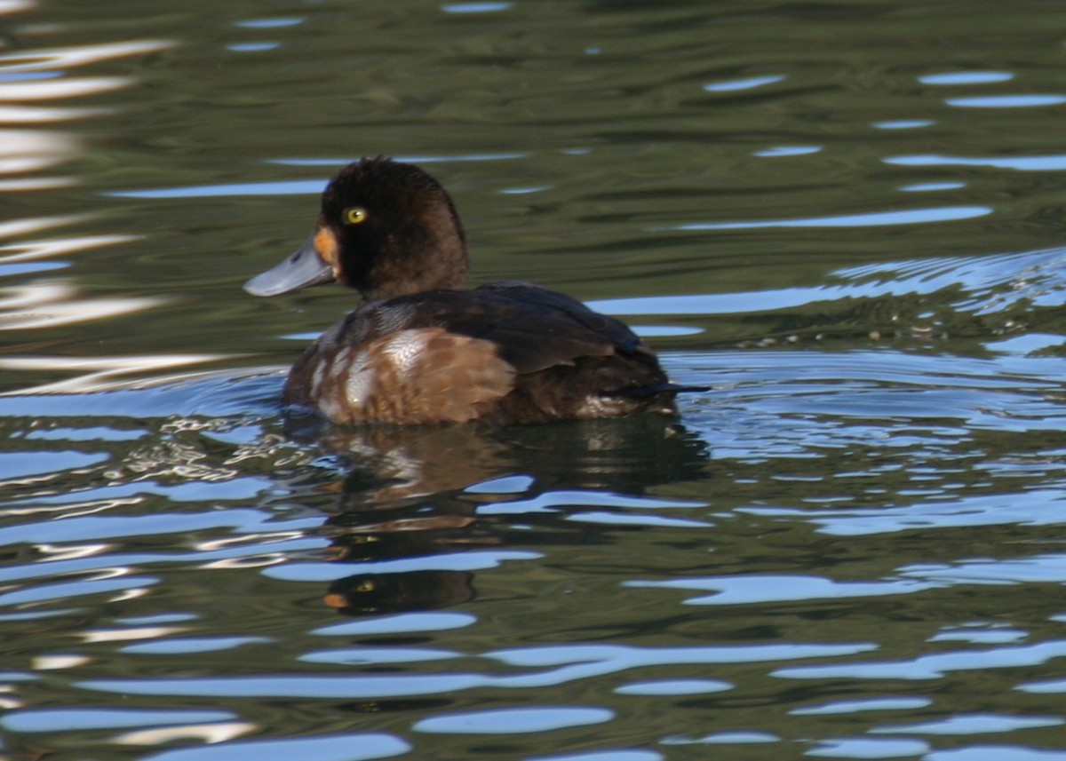 Lesser Scaup - ML624153972