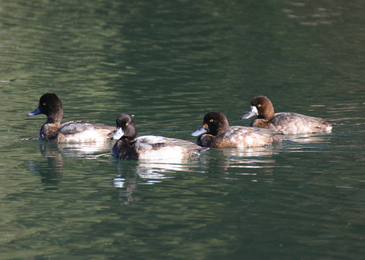 Lesser Scaup - ML624153973