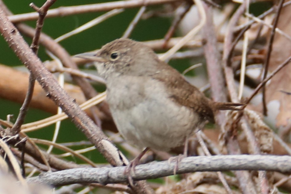 Chochín Criollo - ML624153980