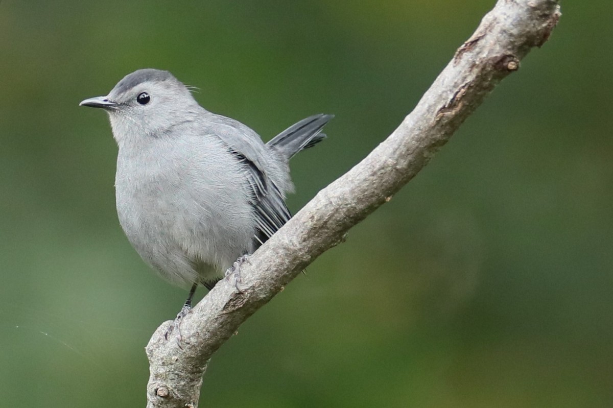 Pájaro Gato Gris - ML624153984