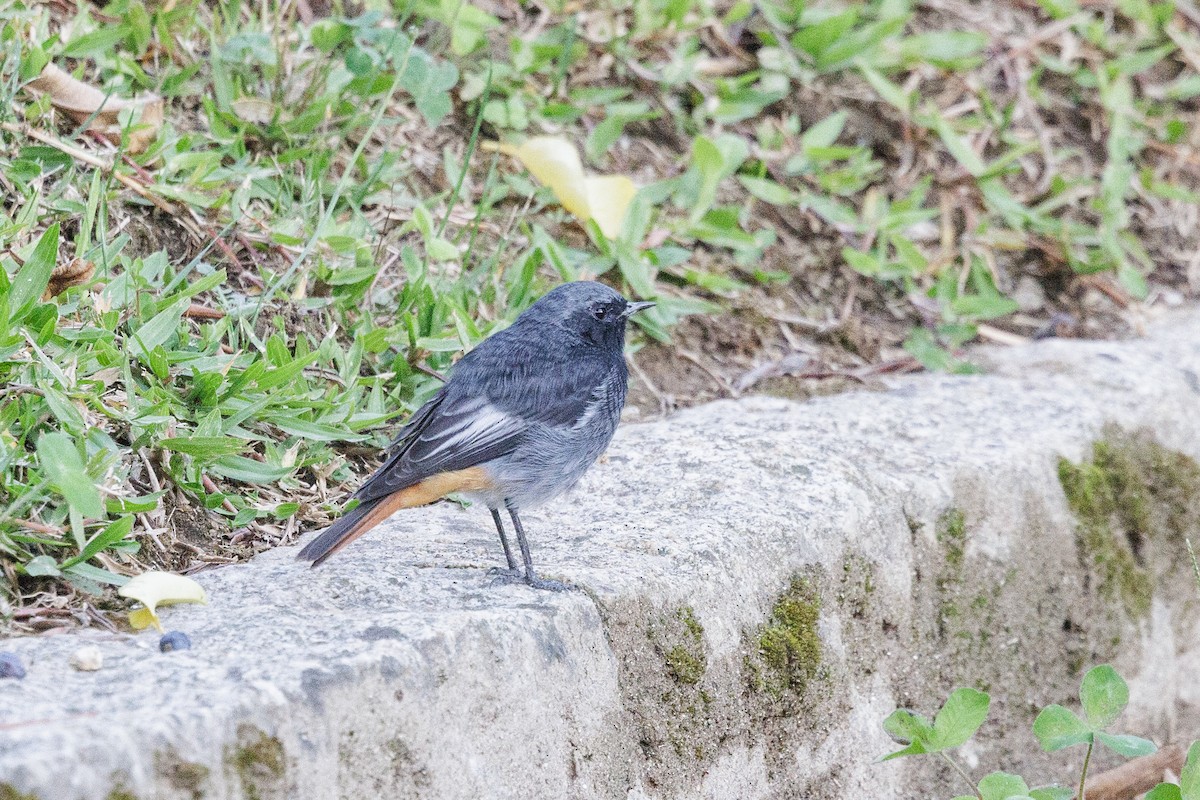 Black Redstart - Peter Hellman