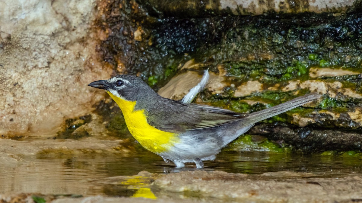 Yellow-breasted Chat - ML624153990