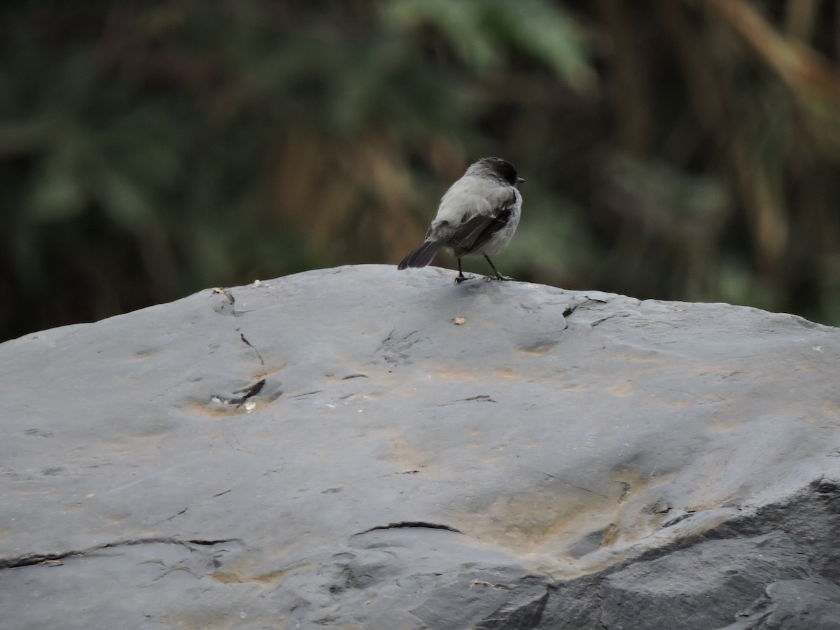 Torrent Tyrannulet - ML624154015