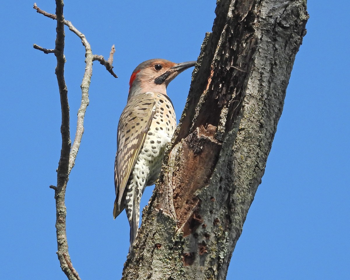 Northern Flicker - ML624154051