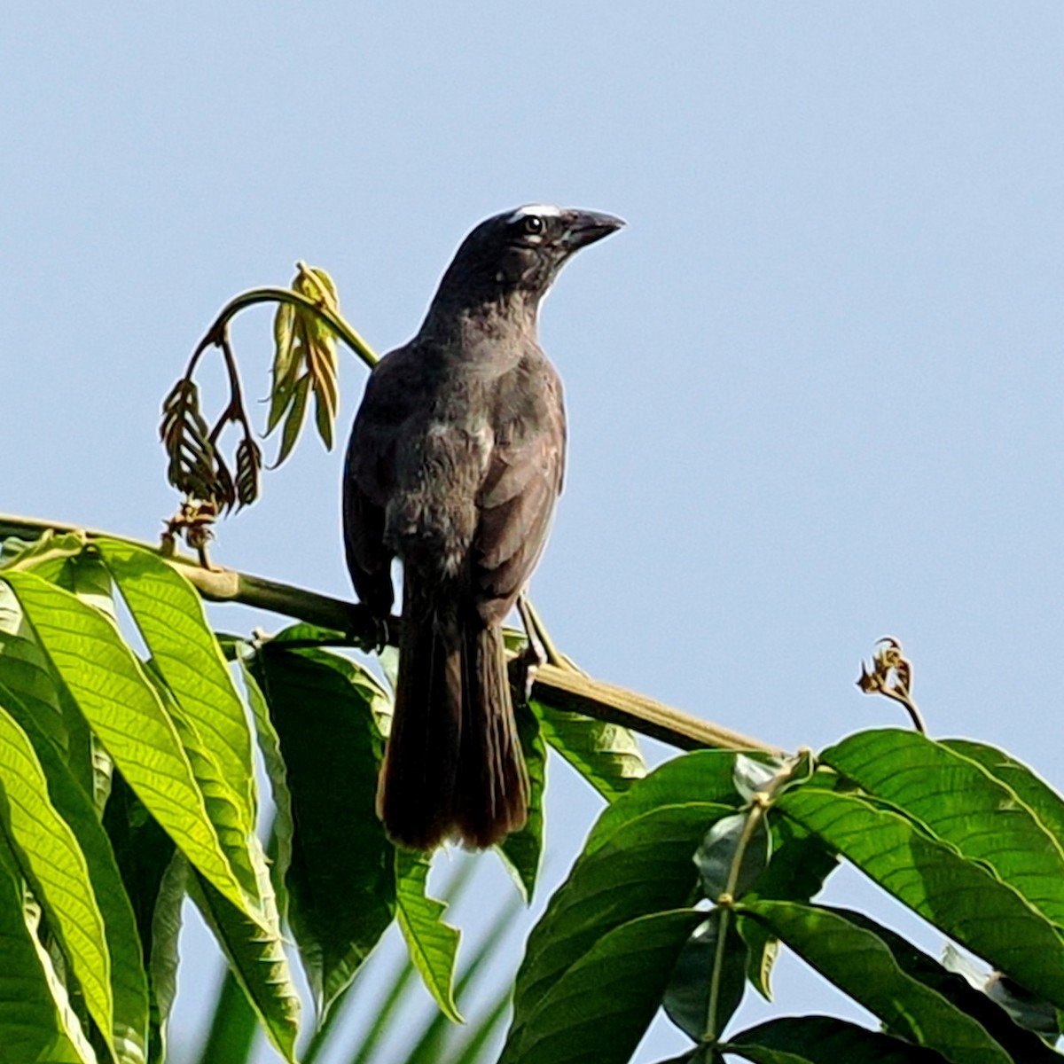 Cinnamon-bellied Saltator - ML624154055