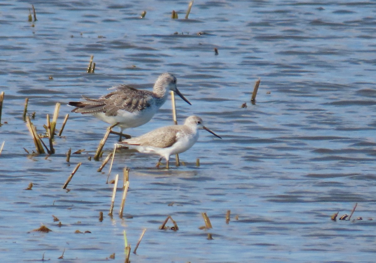 Marsh Sandpiper - ML624154058