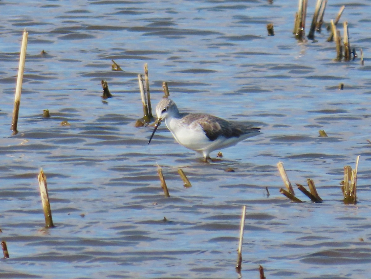 Marsh Sandpiper - ML624154059