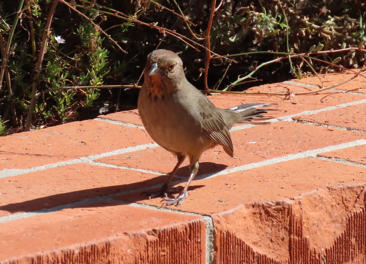 Toquí Californiano - ML624154078