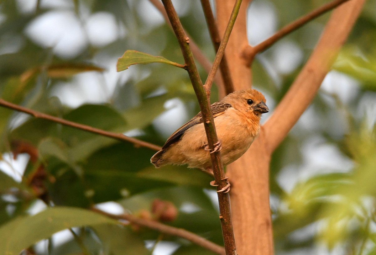 Bob-tailed Weaver - ML624154087