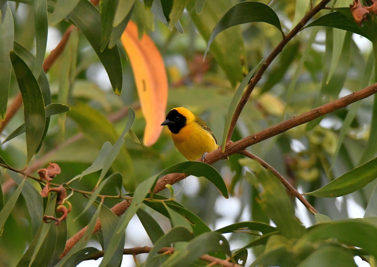 Slender-billed Weaver - ML624154096