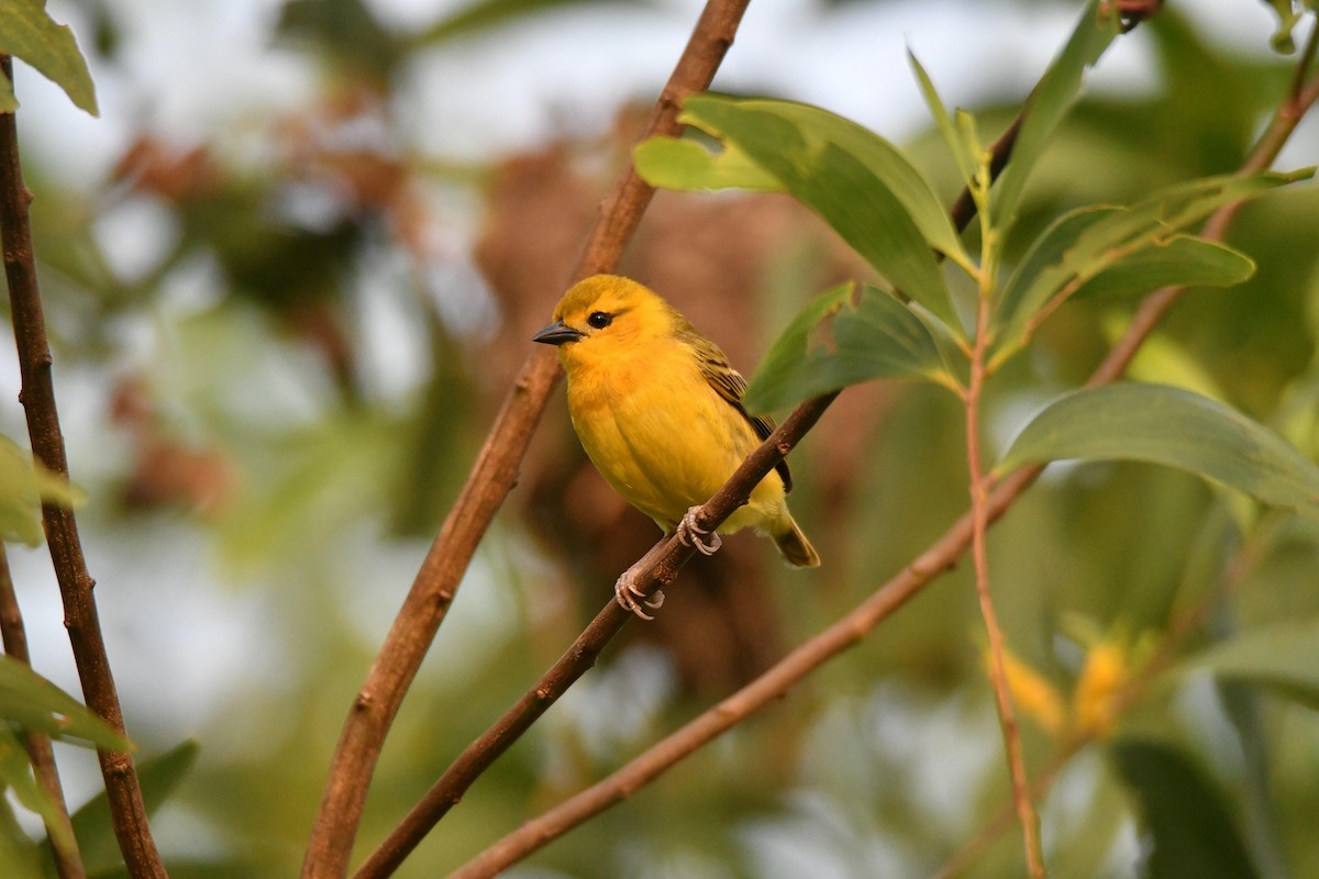 Slender-billed Weaver - ML624154097