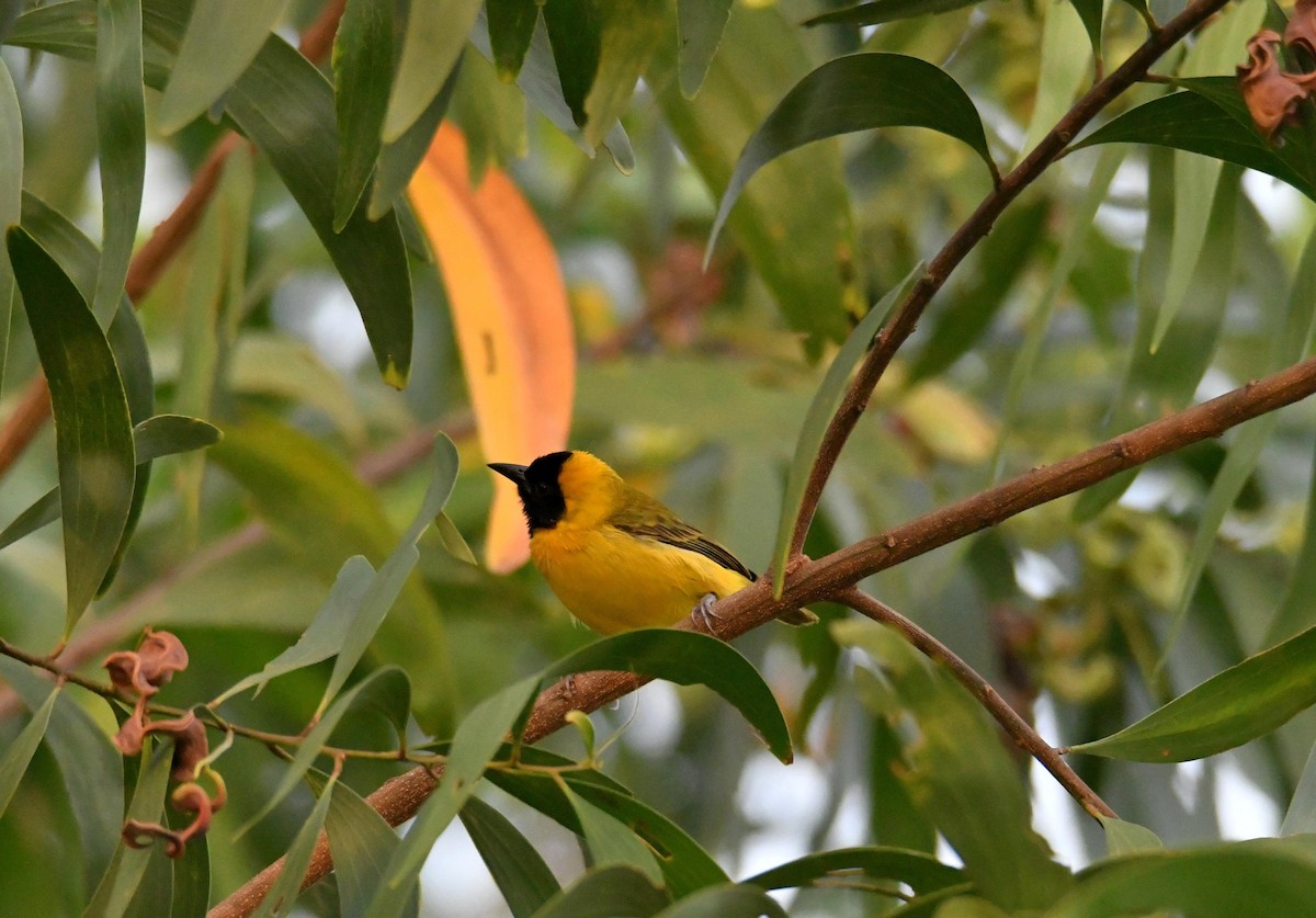 Slender-billed Weaver - Julien Birard