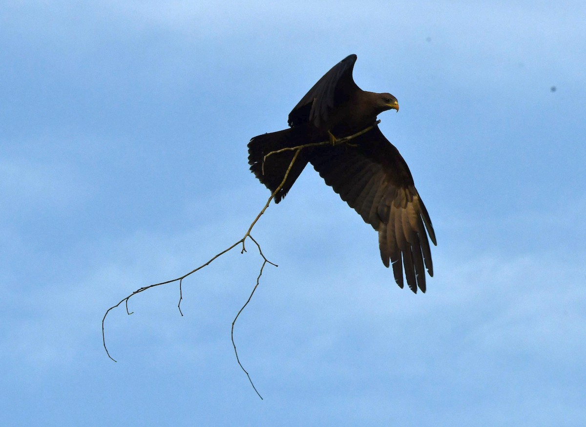 Black Kite (Yellow-billed) - ML624154114