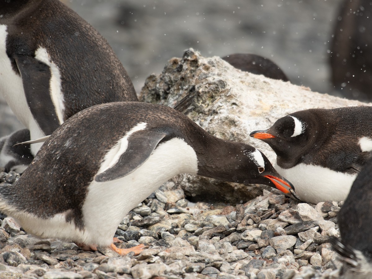 Gentoo Penguin - ML624154130