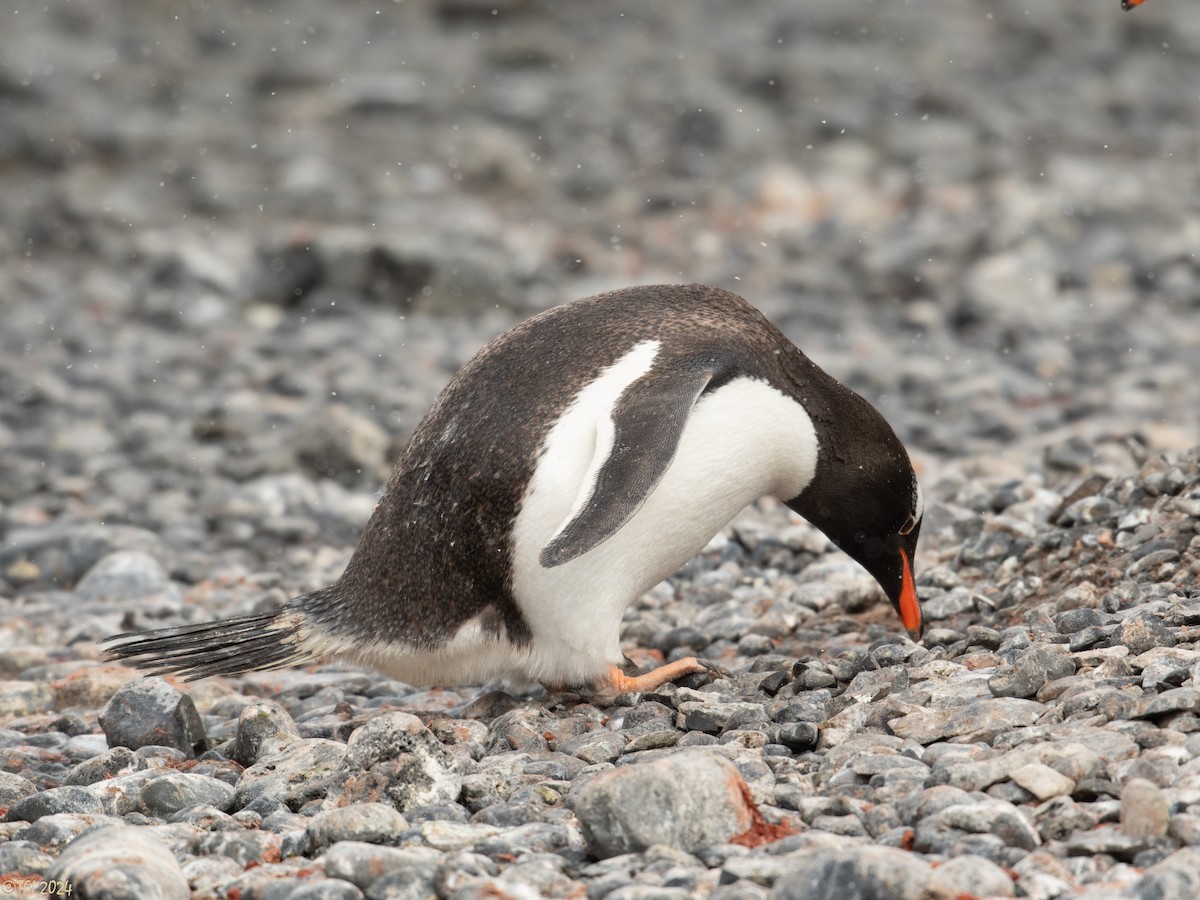 Gentoo Penguin - ML624154134