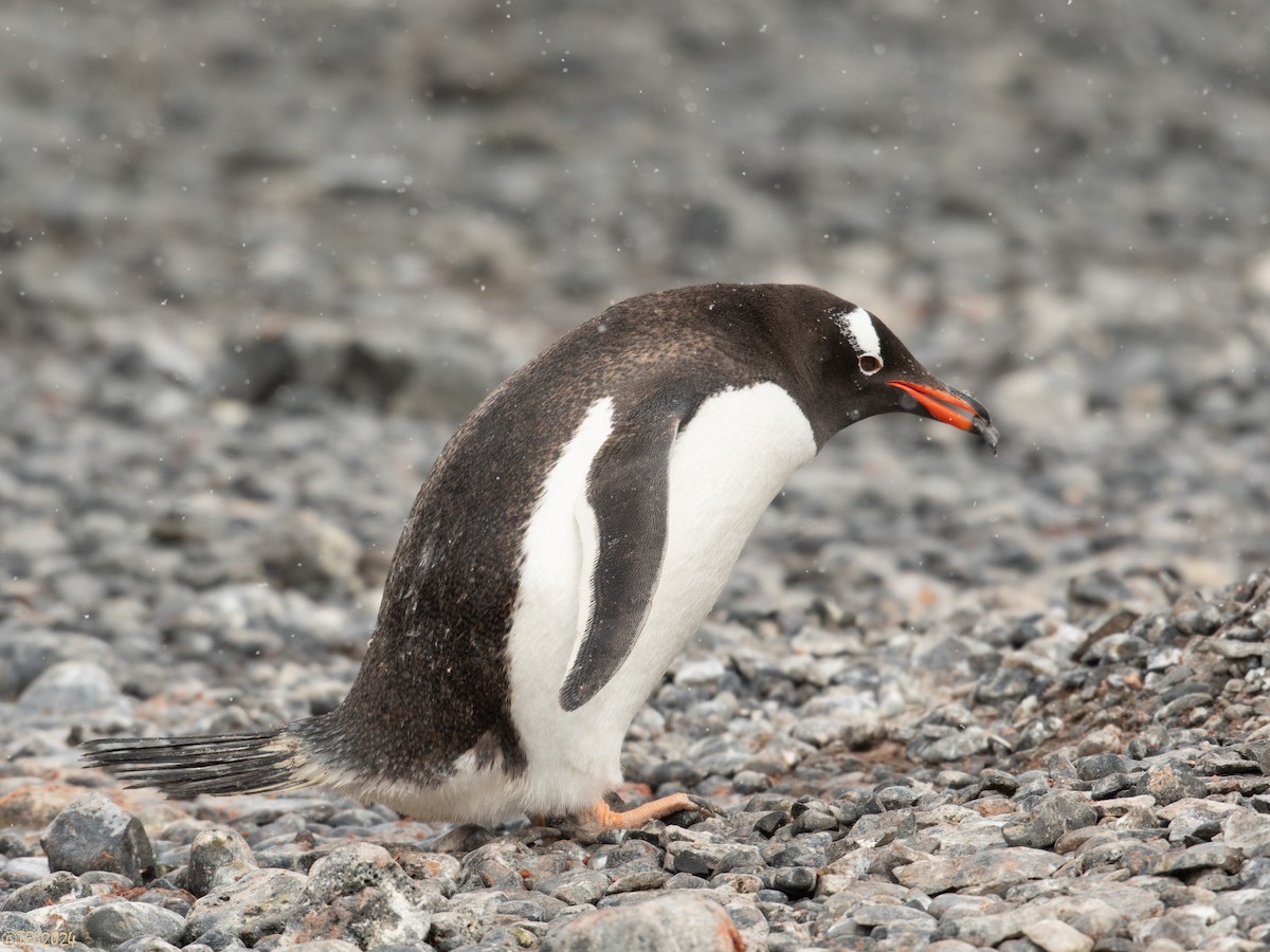 Gentoo Penguin - ML624154142