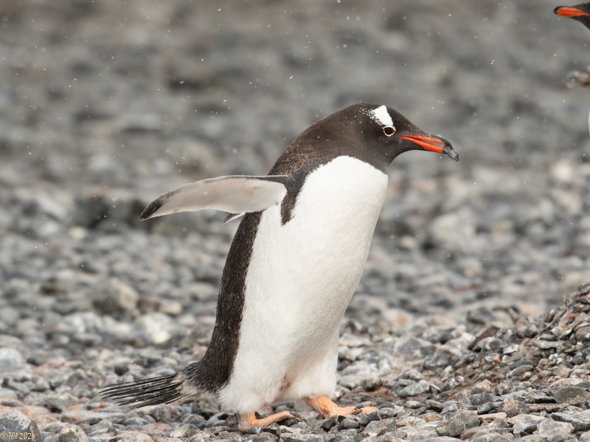 Gentoo Penguin - ML624154146