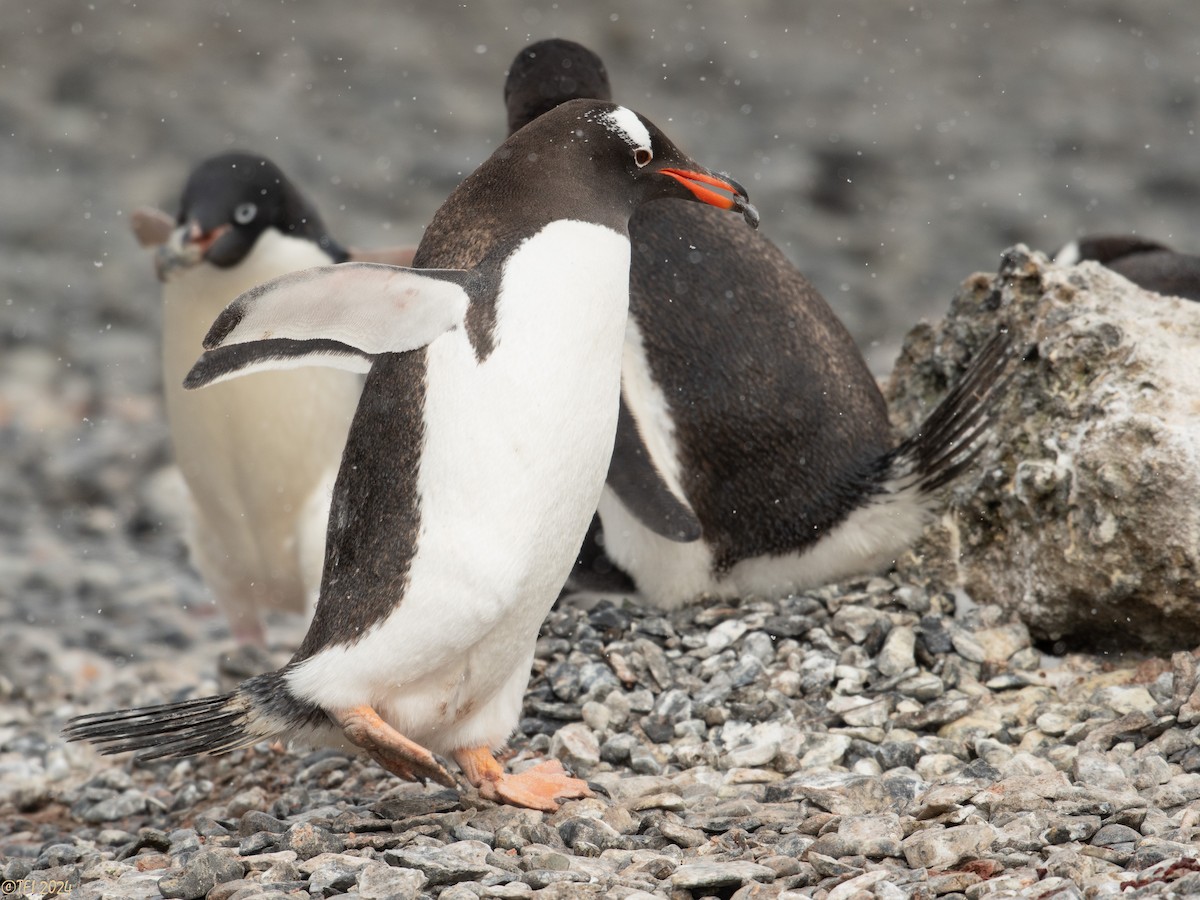 Gentoo Penguin - T I