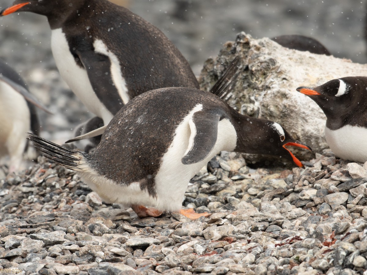 Gentoo Penguin - ML624154161