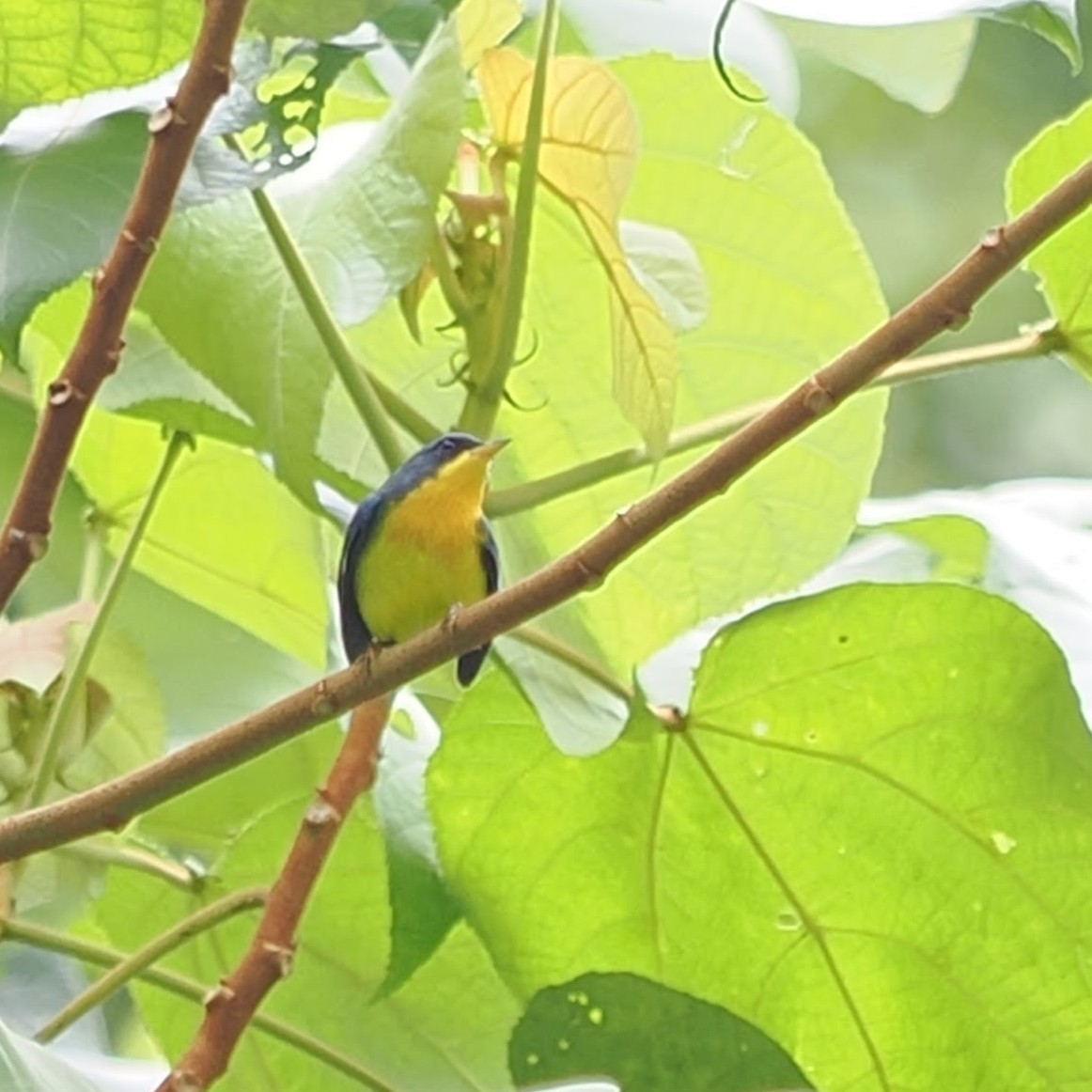 Tropical Parula - ML624154167