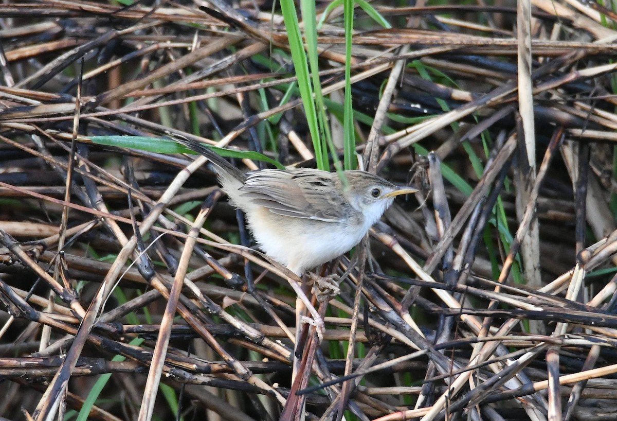 Winding Cisticola - ML624154168