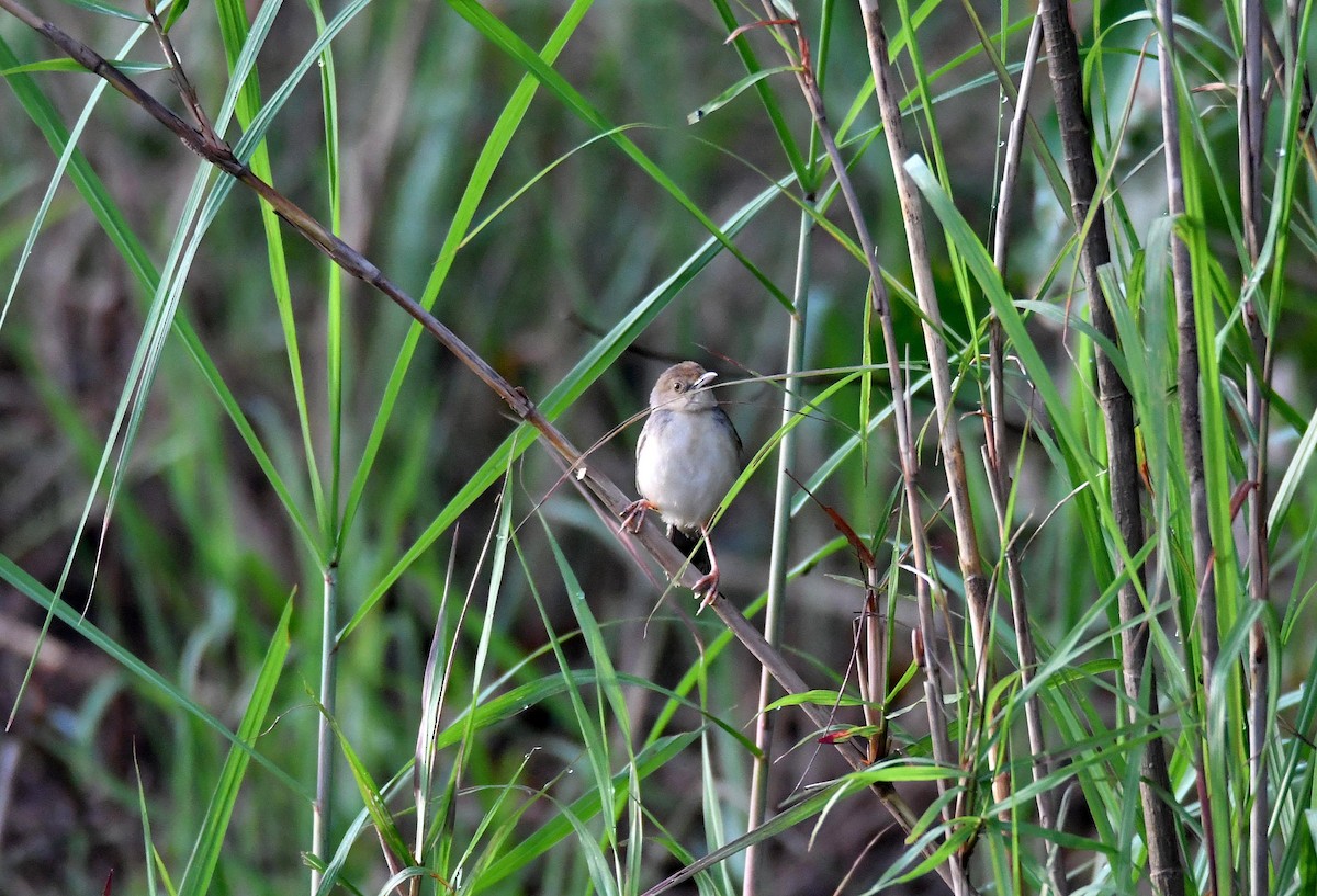 Winding Cisticola - ML624154169