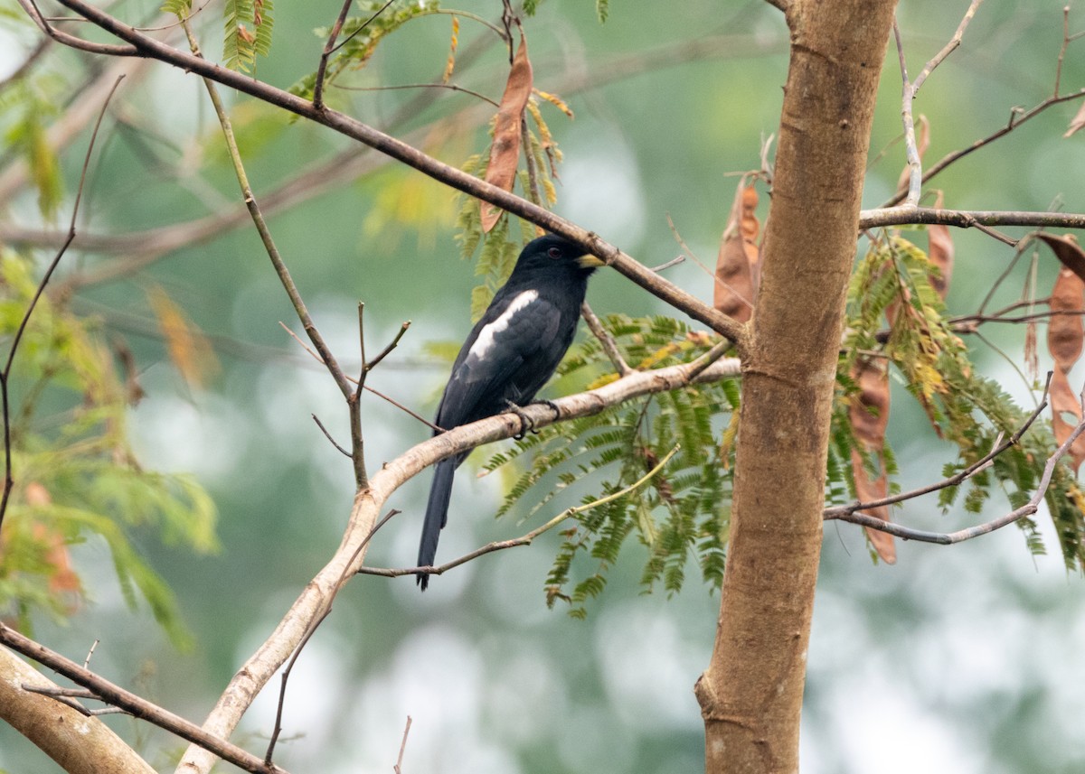 Yellow-billed Nunbird - ML624154187