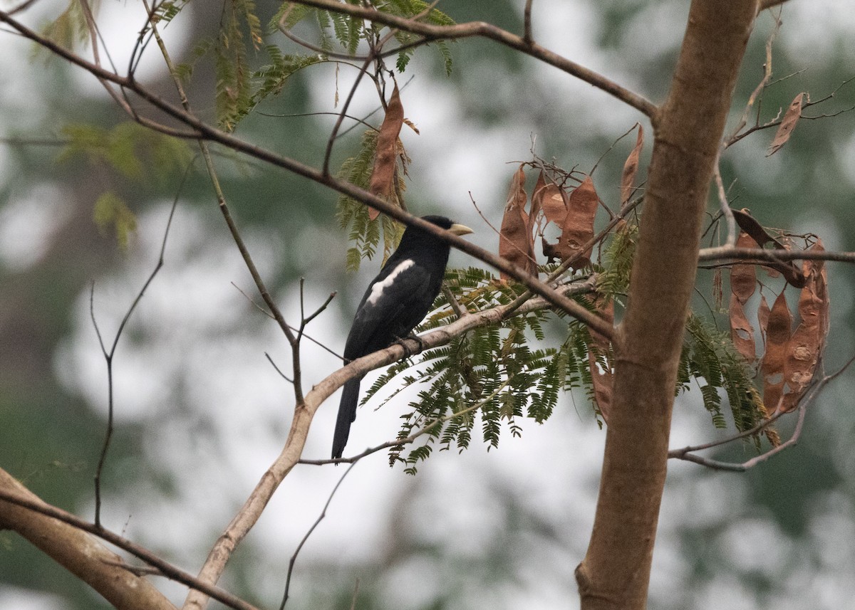 Yellow-billed Nunbird - ML624154188