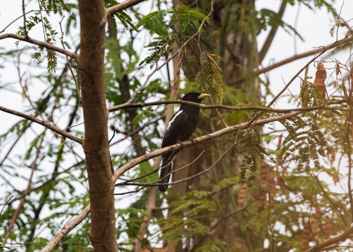 Yellow-billed Nunbird - ML624154189