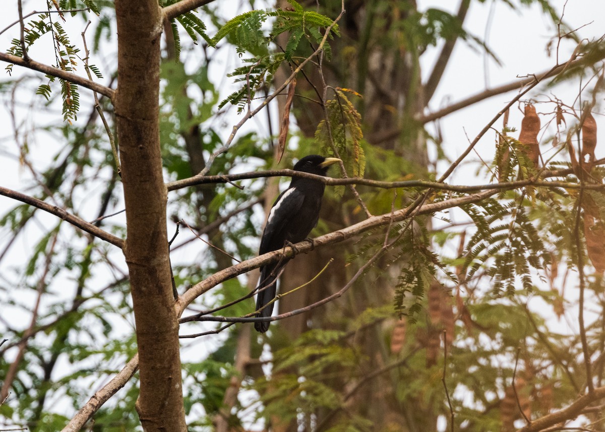 Yellow-billed Nunbird - ML624154190