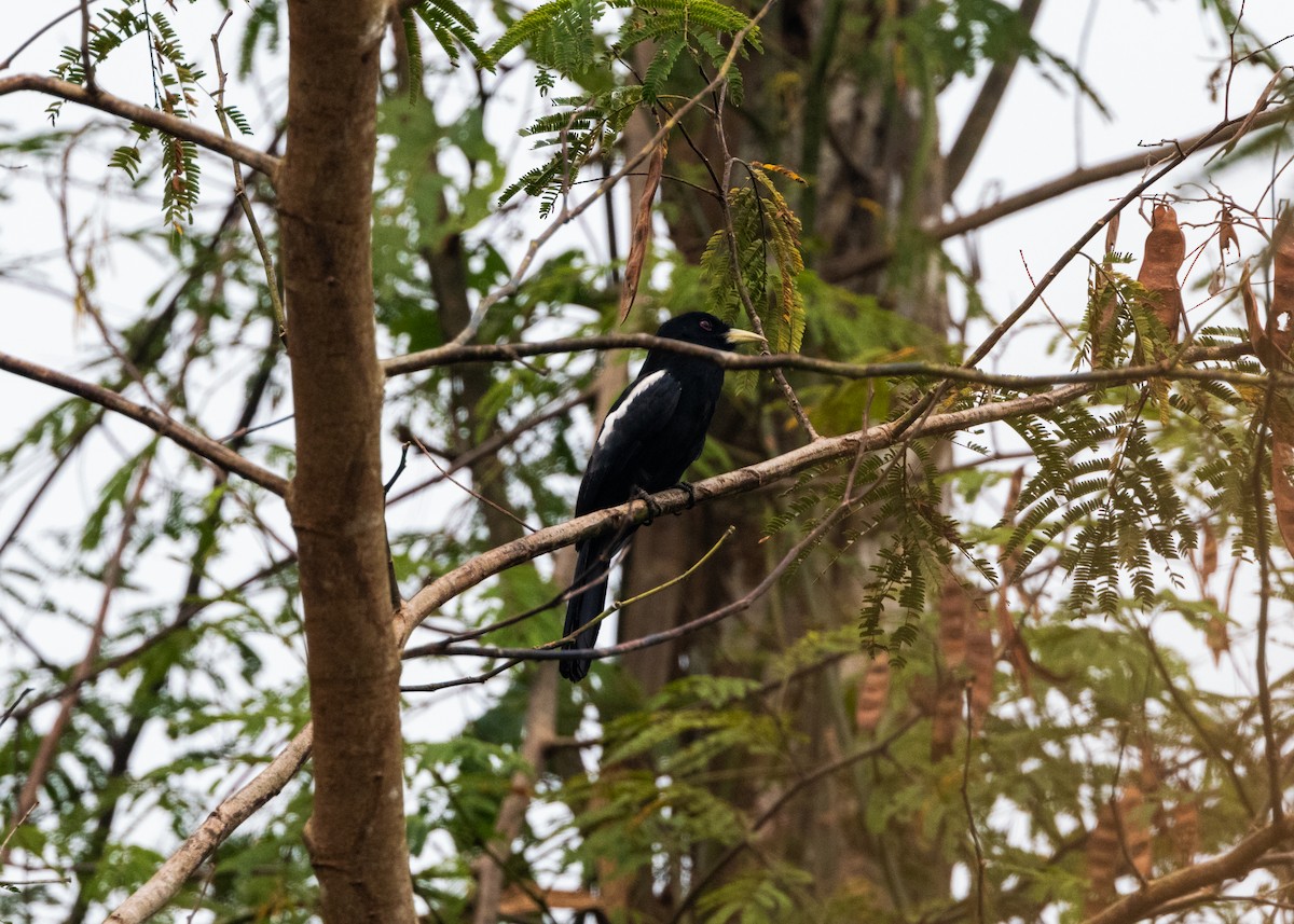 Yellow-billed Nunbird - ML624154191