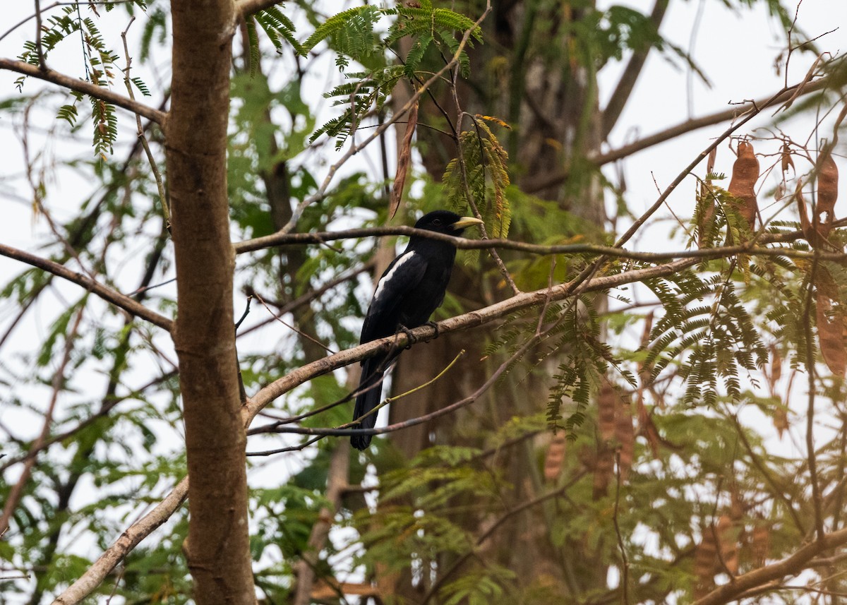 Yellow-billed Nunbird - ML624154192