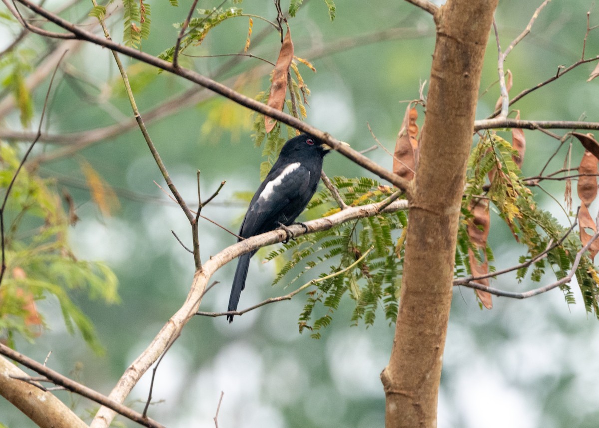 Yellow-billed Nunbird - ML624154193