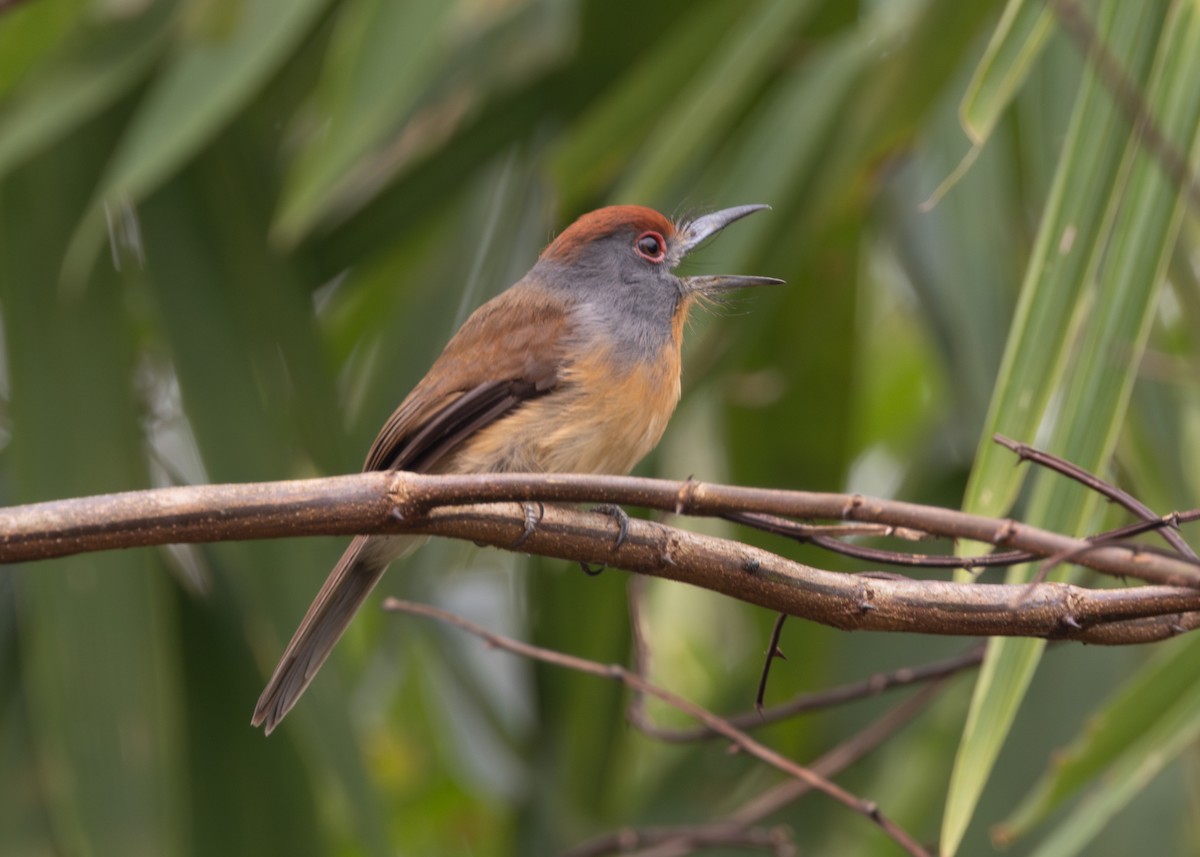 Rufous-capped Nunlet - ML624154196