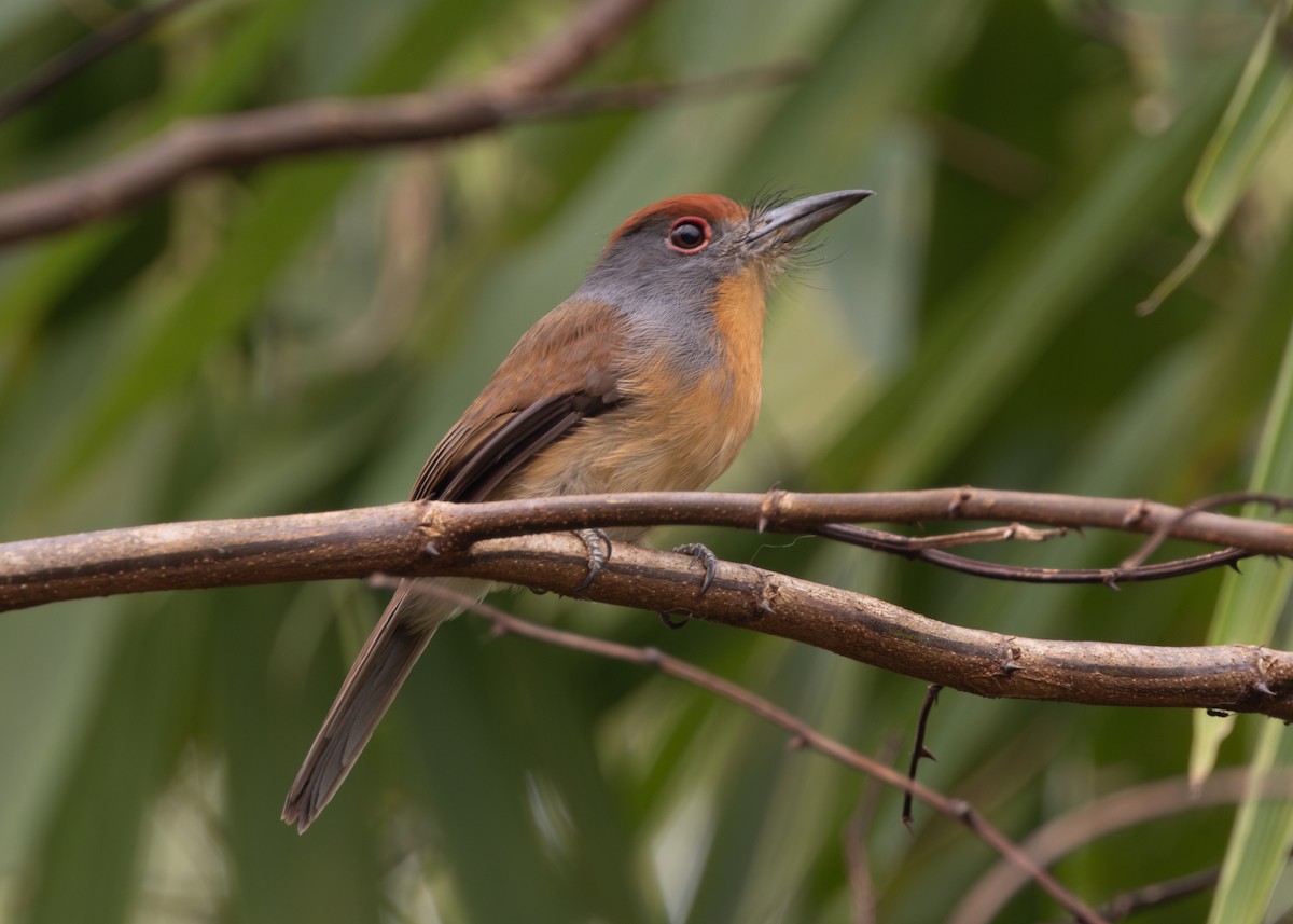 Rufous-capped Nunlet - ML624154198