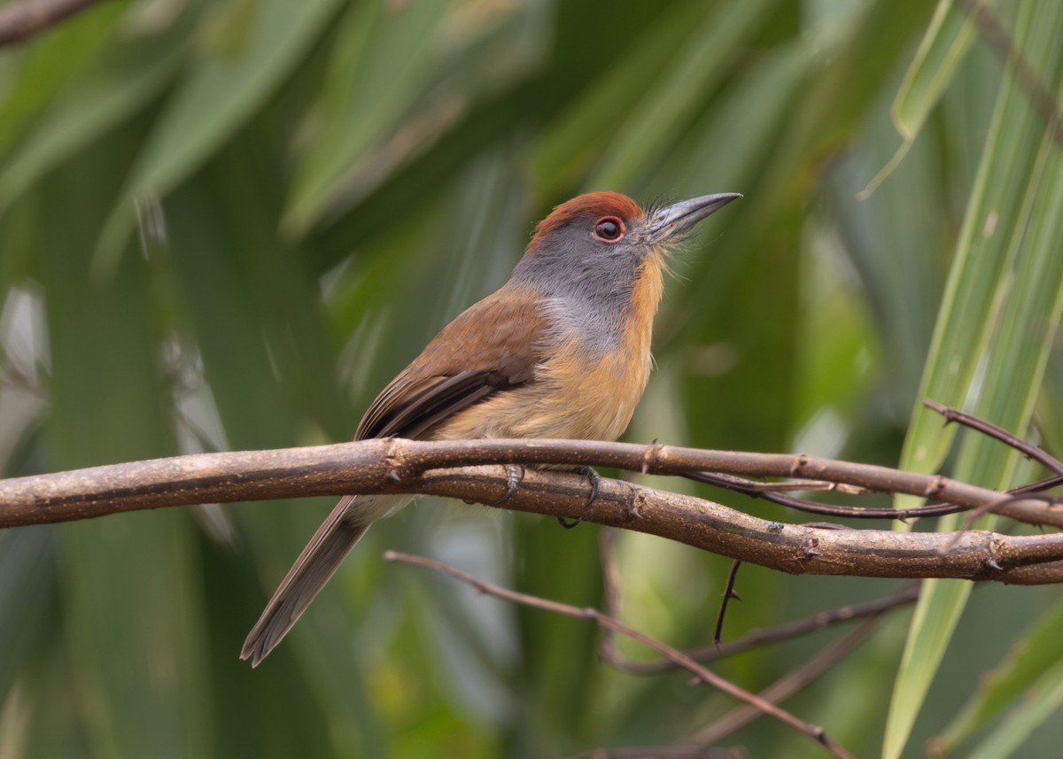 Rufous-capped Nunlet - ML624154200