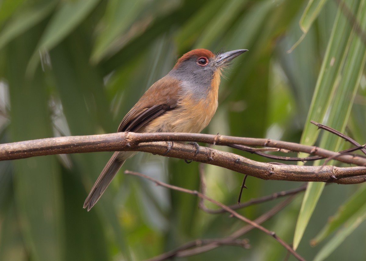 Rufous-capped Nunlet - ML624154201